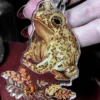 New 👍 HOUSE OF HEX All Ophelia The Toad | KEYCHAIN ✔️ -Alternative Accessories Elegant Store house of hex frog keychain 1 8a2ef234 7773 43c0 9e9e d0fe2fc10b1e 700x700